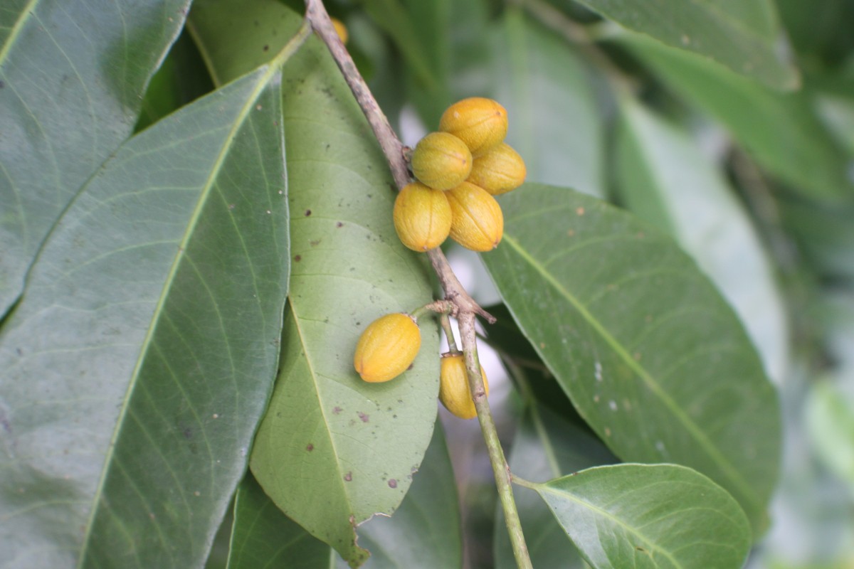 Casearia zeylanica (Gaertn.) Thwaites